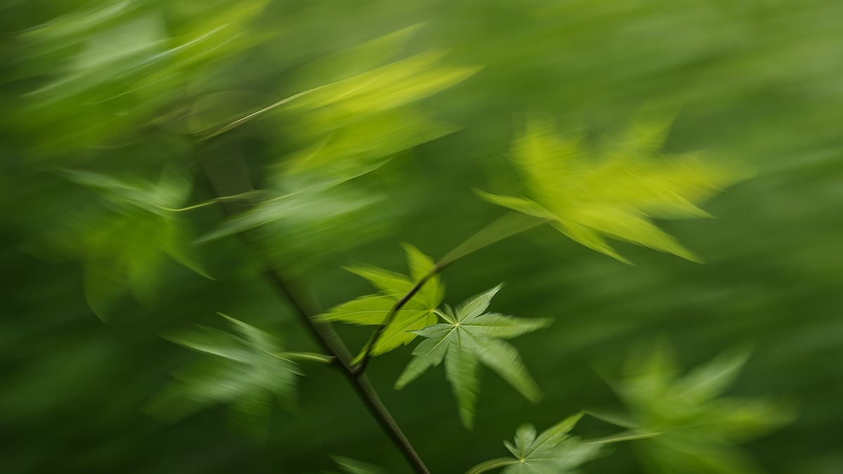 Bright green leaves in motion, captured with intentional blur against a lush green background.