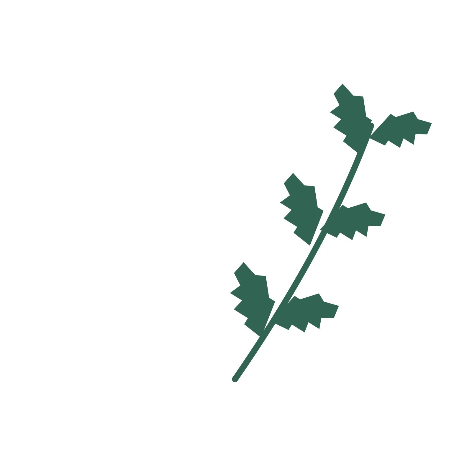 Birch foliage in an arching arrangement, with 3 pairs of leaves on each stem.