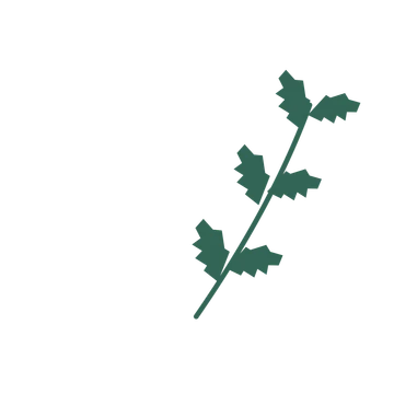 Birch foliage in an arching arrangement, with 3 pairs of leaves on each stem.