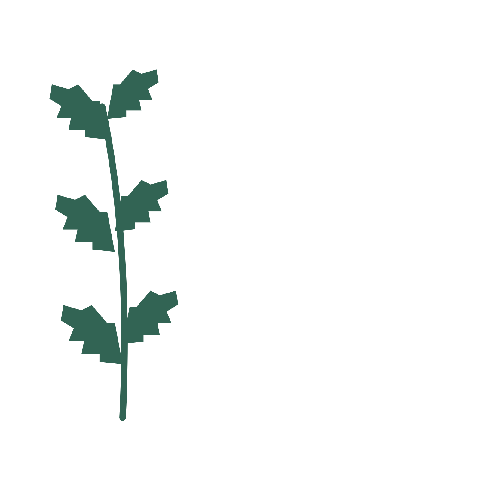 Birch foliage in an corner arrangement, with 3 pairs of leaves on each stem.