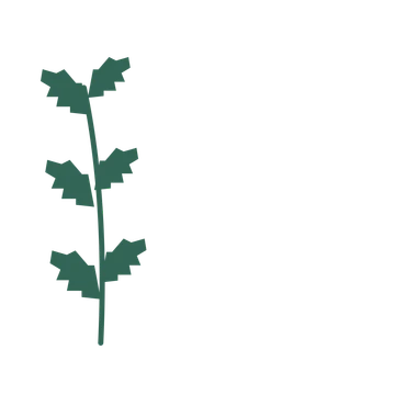 Birch foliage in an corner arrangement, with 3 pairs of leaves on each stem.