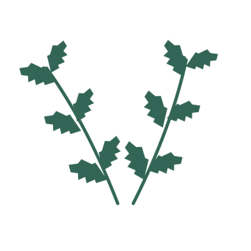 Birch foliage in an paired arrangement, with 3 pairs of leaves on each stem.