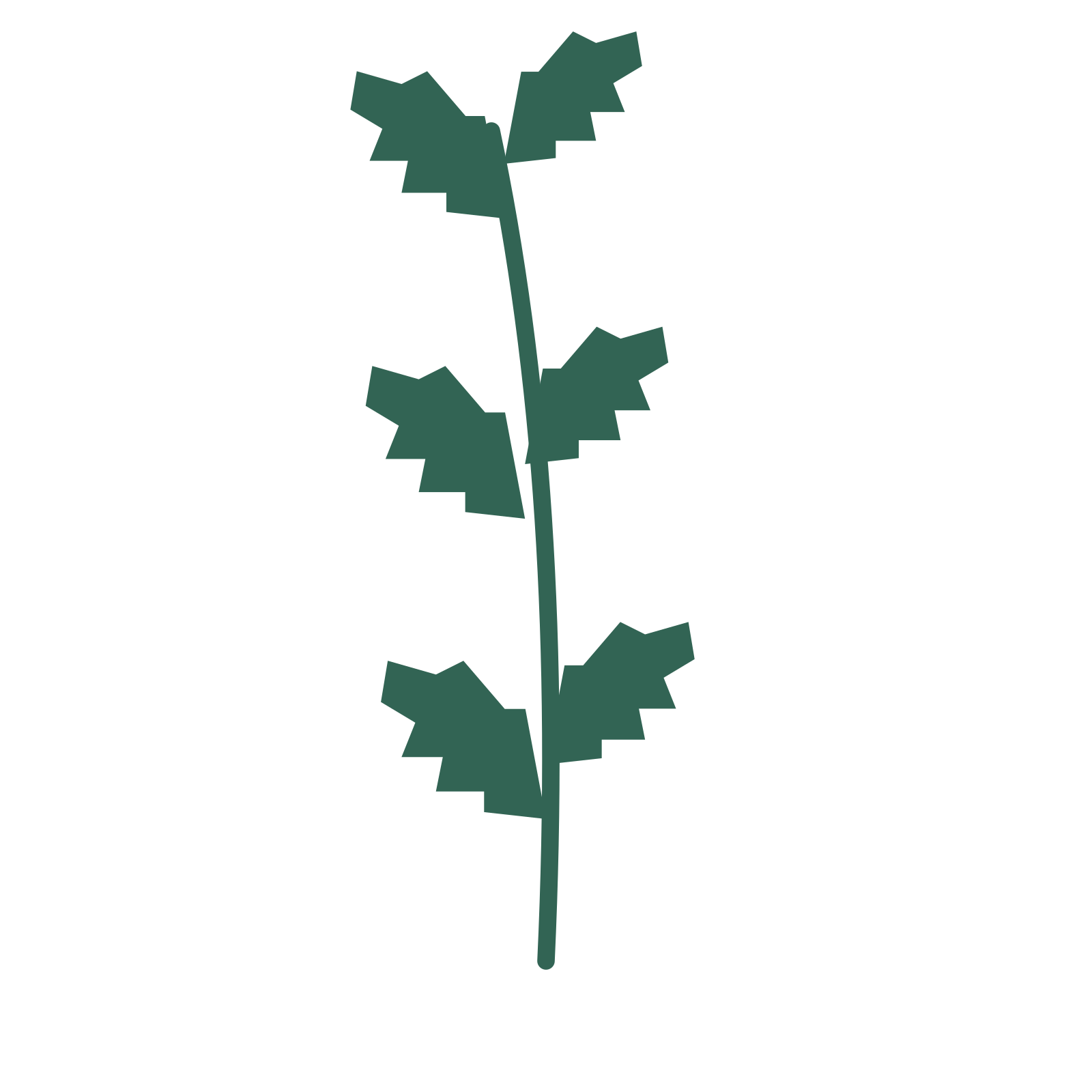 Birch foliage in an upright arrangement, with 3 pairs of leaves on each stem.
