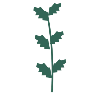 Birch foliage in an upright arrangement, with 3 pairs of leaves on each stem.