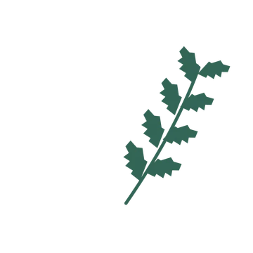Birch foliage in an arching arrangement, with 4 pairs of leaves on each stem.