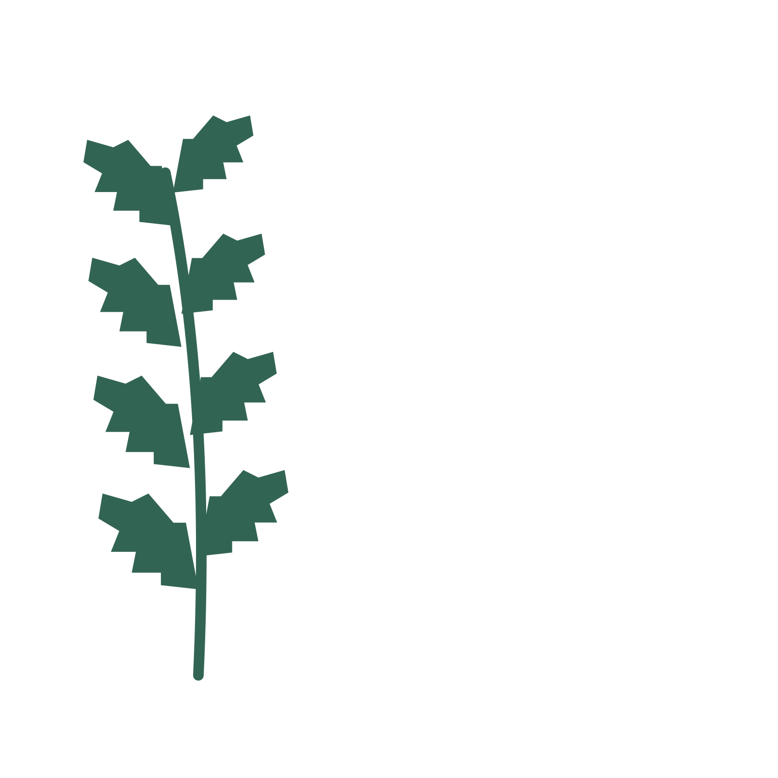 Birch foliage in an corner arrangement, with 4 pairs of leaves on each stem.