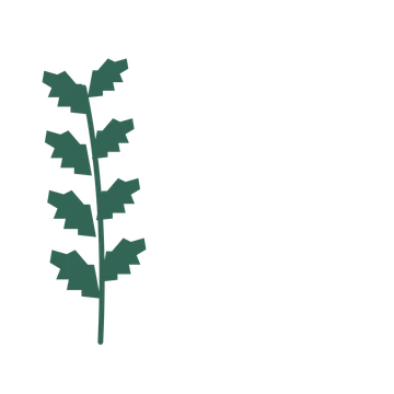 Birch foliage in an corner arrangement, with 4 pairs of leaves on each stem.