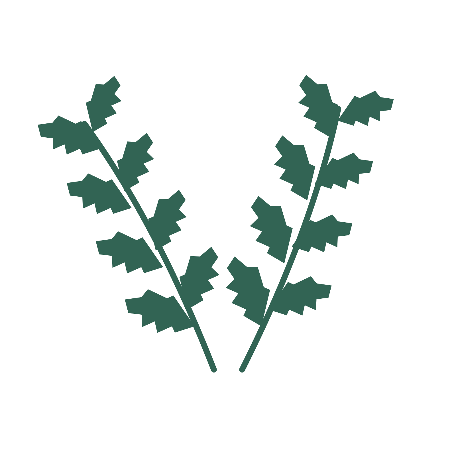 Birch foliage in an paired arrangement, with 4 pairs of leaves on each stem.
