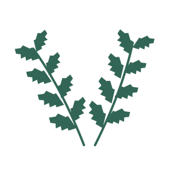 Birch foliage in an paired arrangement, with 4 pairs of leaves on each stem.