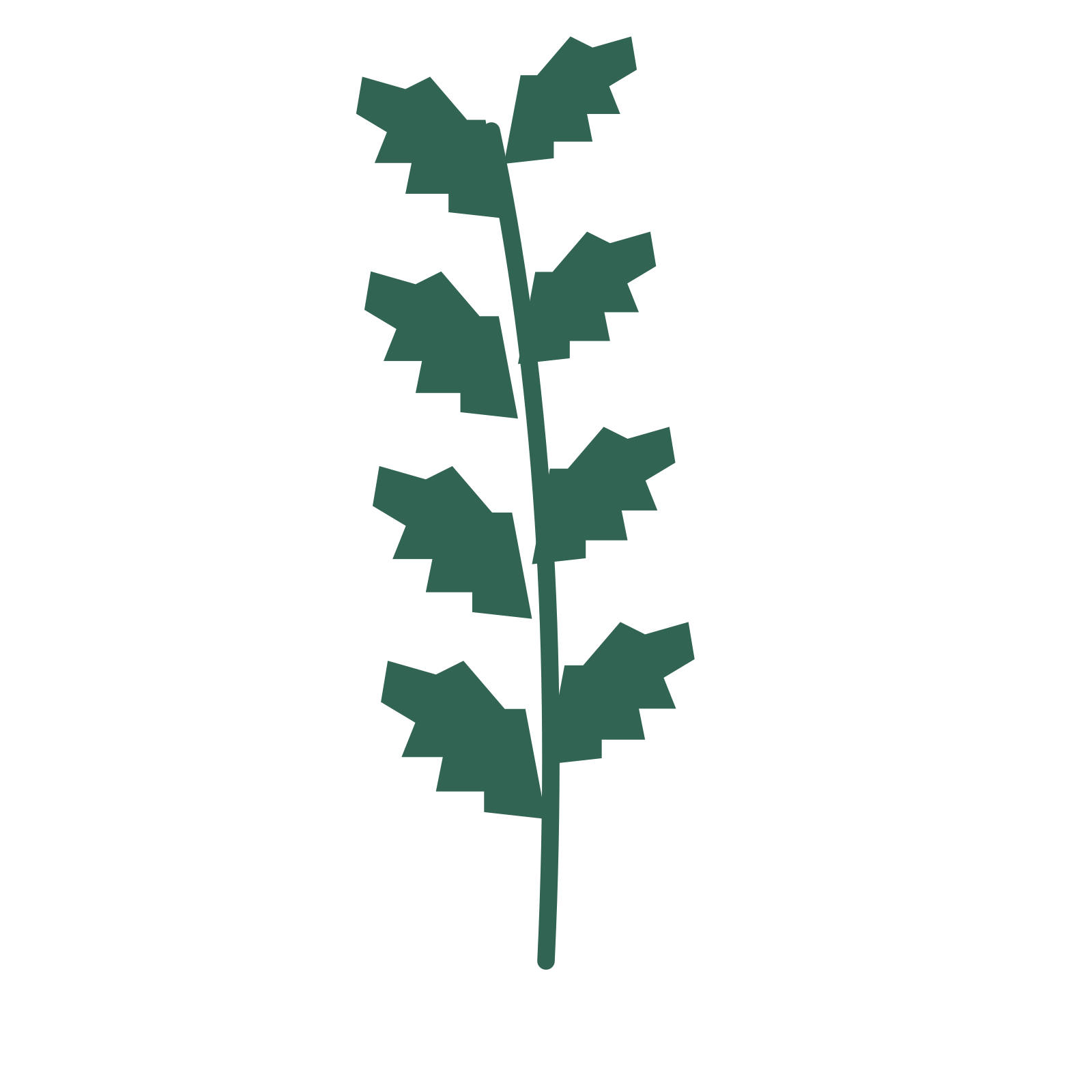 Birch foliage in an upright arrangement, with 4 pairs of leaves on each stem.