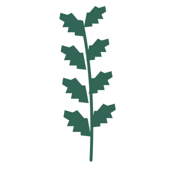 Birch foliage in an upright arrangement, with 4 pairs of leaves on each stem.