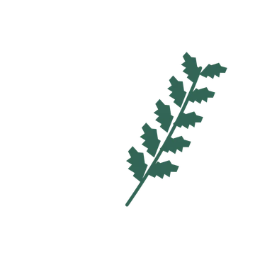Birch foliage in an arching arrangement, with 5 pairs of leaves on each stem.
