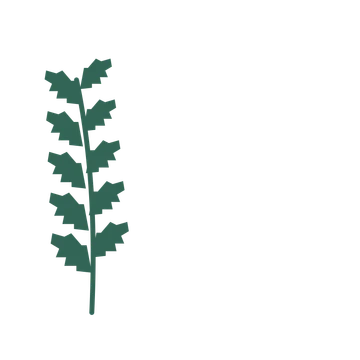 Birch foliage in an corner arrangement, with 5 pairs of leaves on each stem.