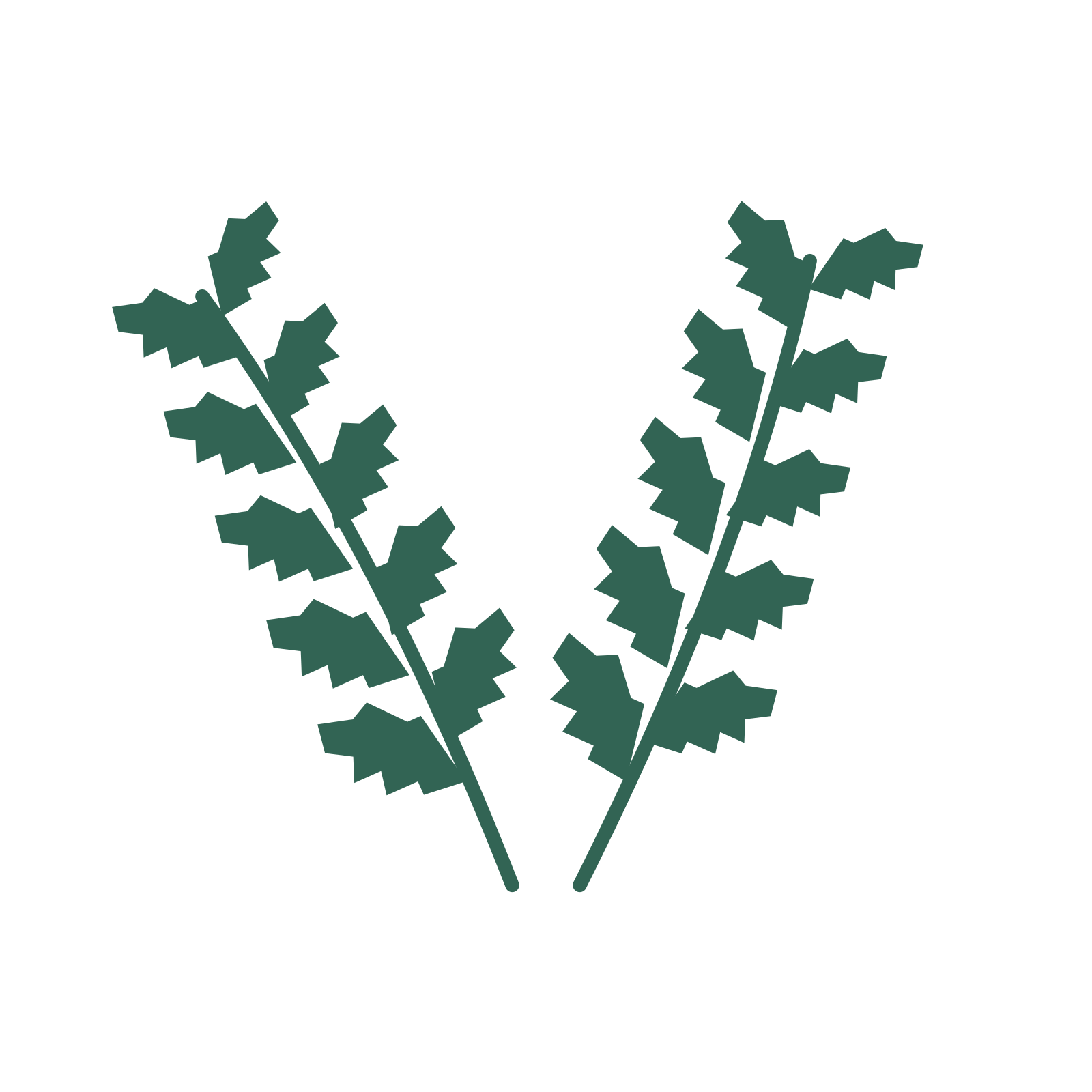 Birch foliage in an paired arrangement, with 5 pairs of leaves on each stem.