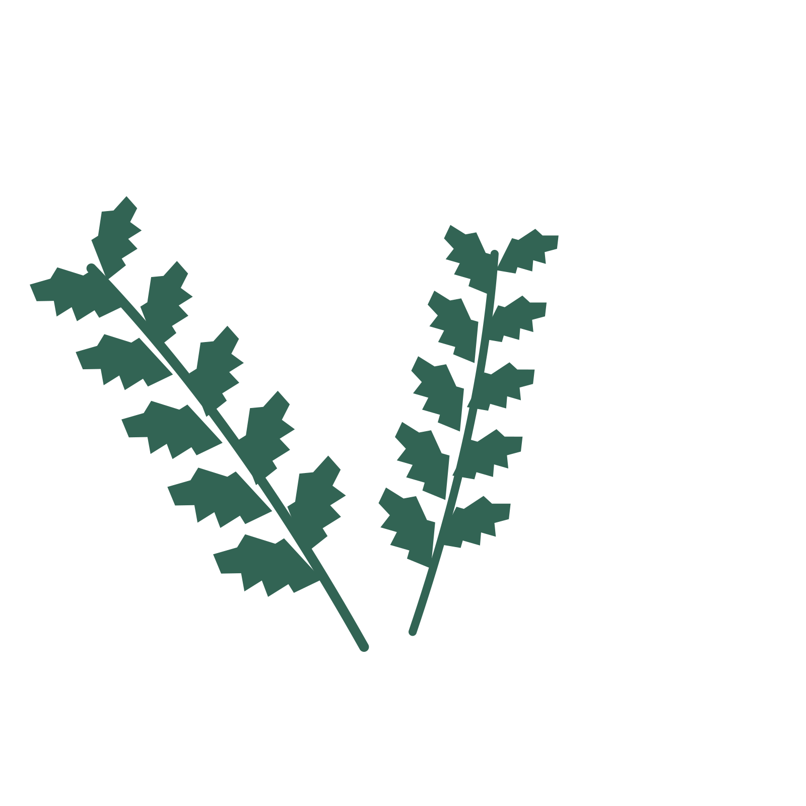 Birch foliage in an spray arrangement, with 5 pairs of leaves on each stem.