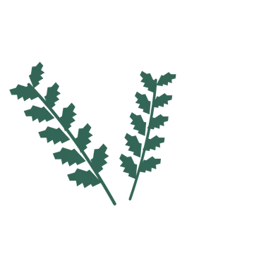 Birch foliage in an spray arrangement, with 5 pairs of leaves on each stem.