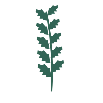 Birch foliage in an upright arrangement, with 5 pairs of leaves on each stem.