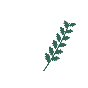 Birch foliage in an arching arrangement, with 6 pairs of leaves on each stem.