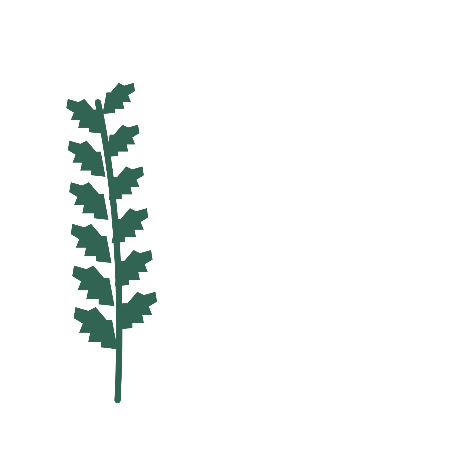Birch foliage in an corner arrangement, with 6 pairs of leaves on each stem.