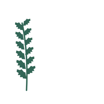 Birch foliage in an corner arrangement, with 6 pairs of leaves on each stem.