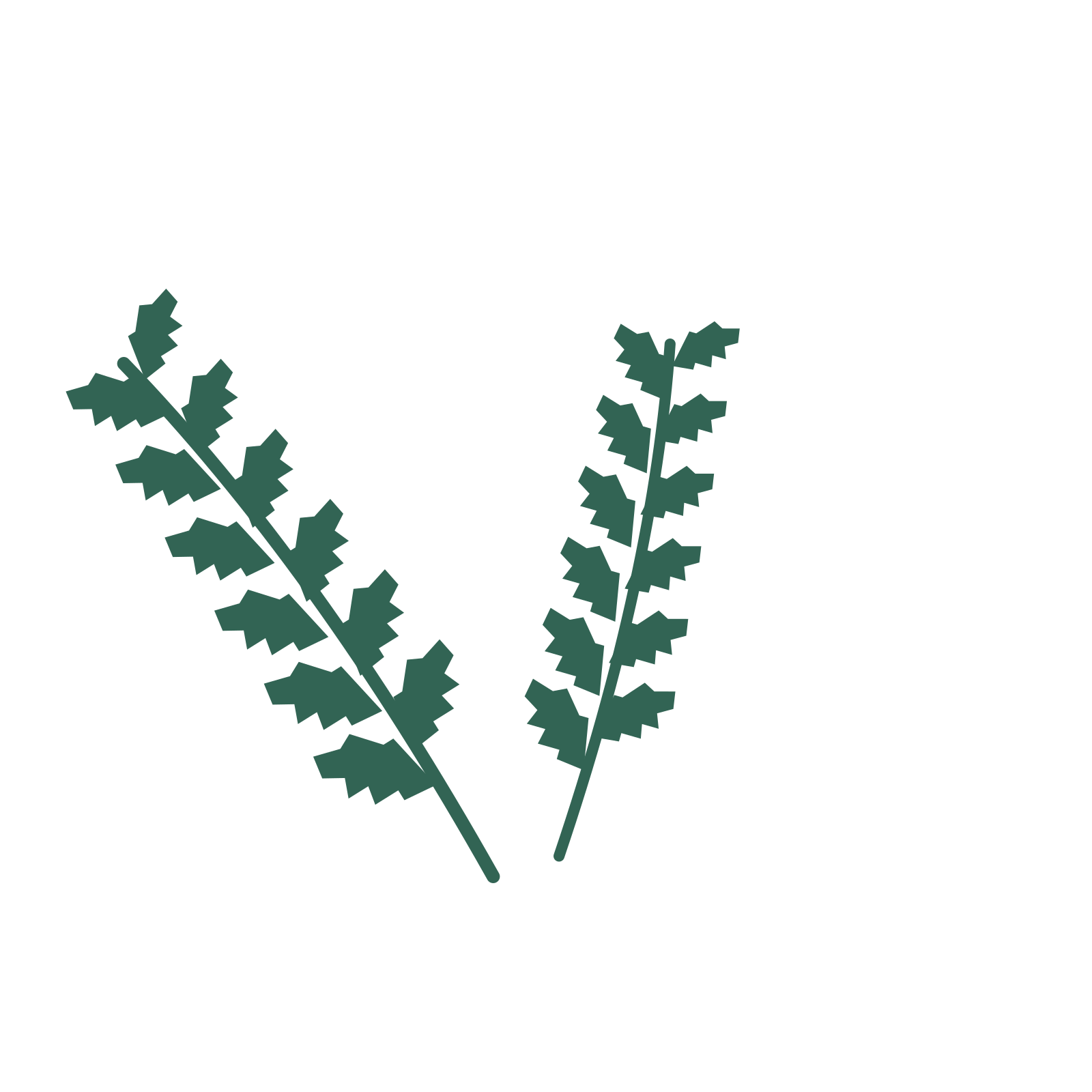 Birch foliage in an spray arrangement, with 6 pairs of leaves on each stem.