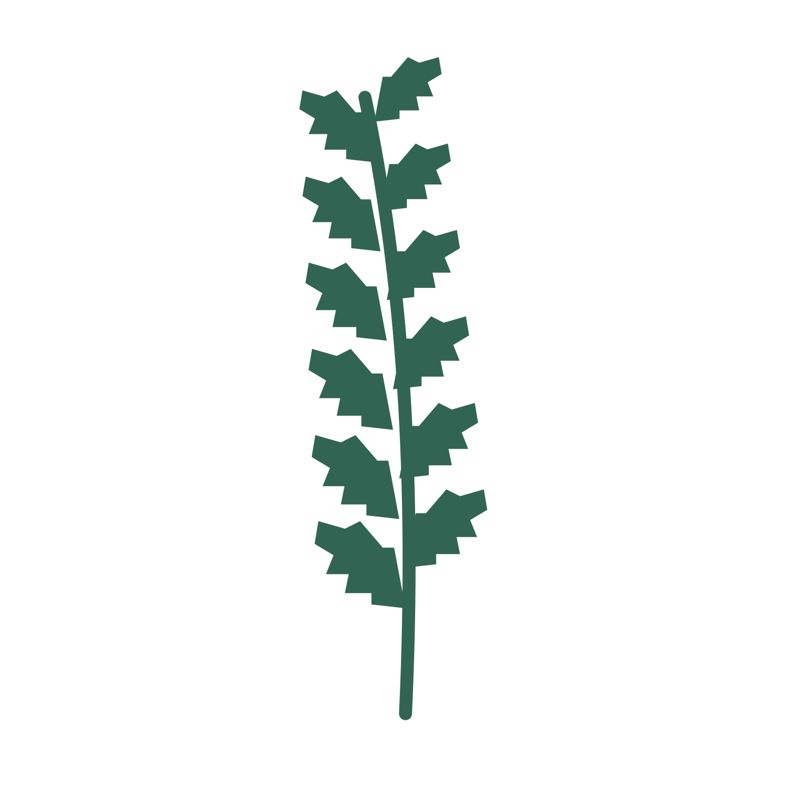 Birch foliage in an upright arrangement, with 6 pairs of leaves on each stem.