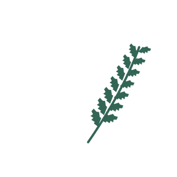 Birch foliage in an arching arrangement, with 7 pairs of leaves on each stem.