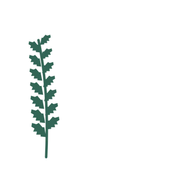 Birch foliage in an corner arrangement, with 7 pairs of leaves on each stem.
