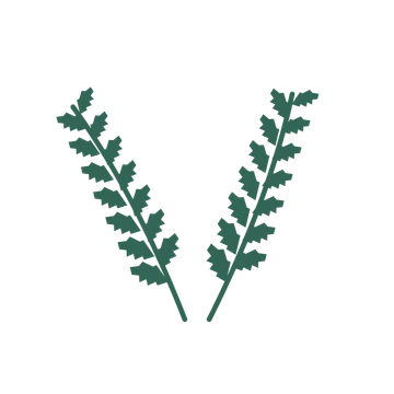 Birch foliage in an paired arrangement, with 7 pairs of leaves on each stem.