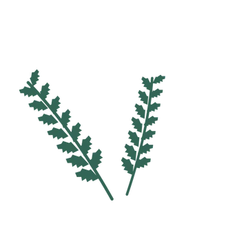Birch foliage in an spray arrangement, with 7 pairs of leaves on each stem.
