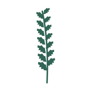 Birch foliage in an upright arrangement, with 7 pairs of leaves on each stem.