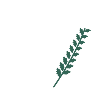 Birch foliage in an arching arrangement, with 8 pairs of leaves on each stem.