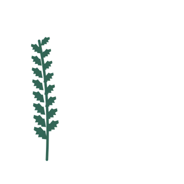 Birch foliage in an corner arrangement, with 8 pairs of leaves on each stem.