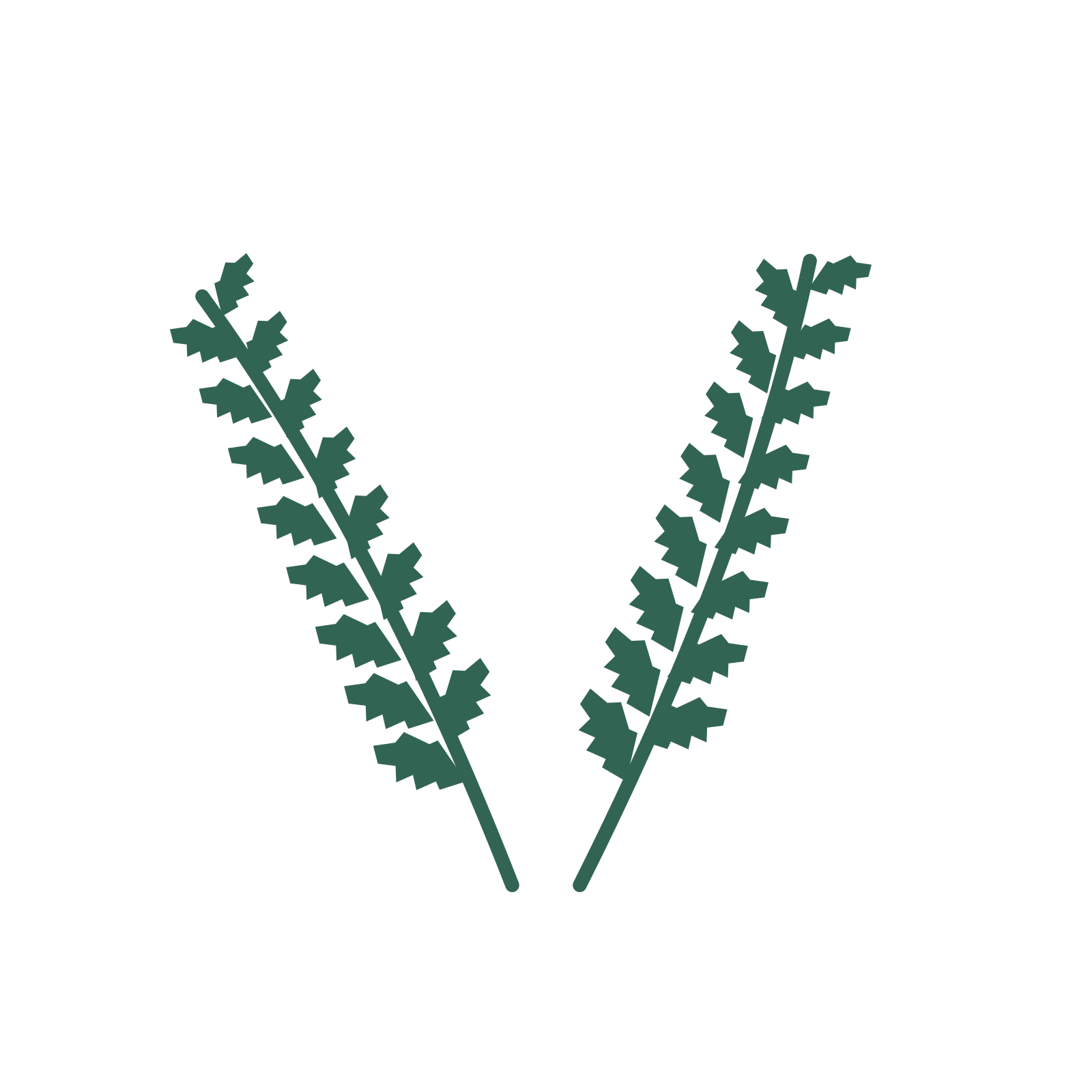 Birch foliage in an paired arrangement, with 8 pairs of leaves on each stem.