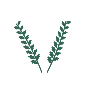 Birch foliage in an paired arrangement, with 8 pairs of leaves on each stem.