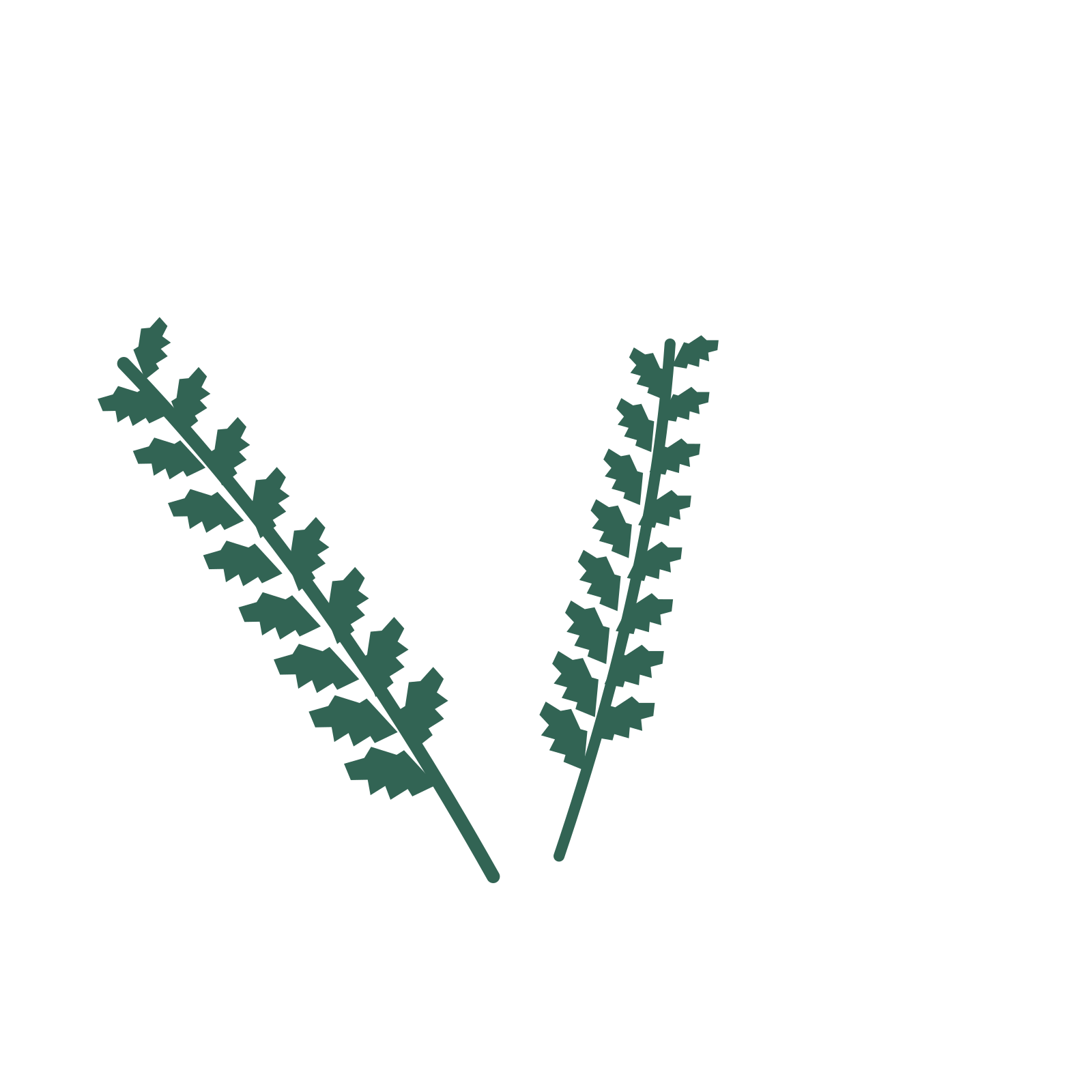 Birch foliage in an spray arrangement, with 8 pairs of leaves on each stem.