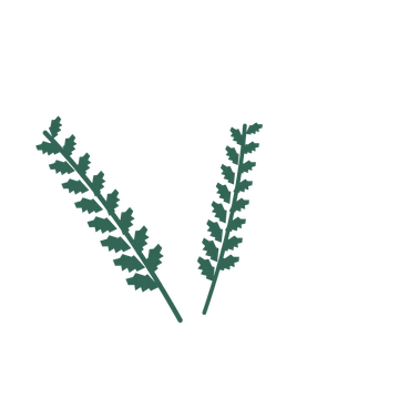 Birch foliage in an spray arrangement, with 8 pairs of leaves on each stem.