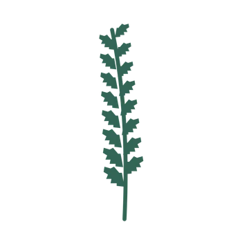 Birch foliage in an upright arrangement, with 8 pairs of leaves on each stem.