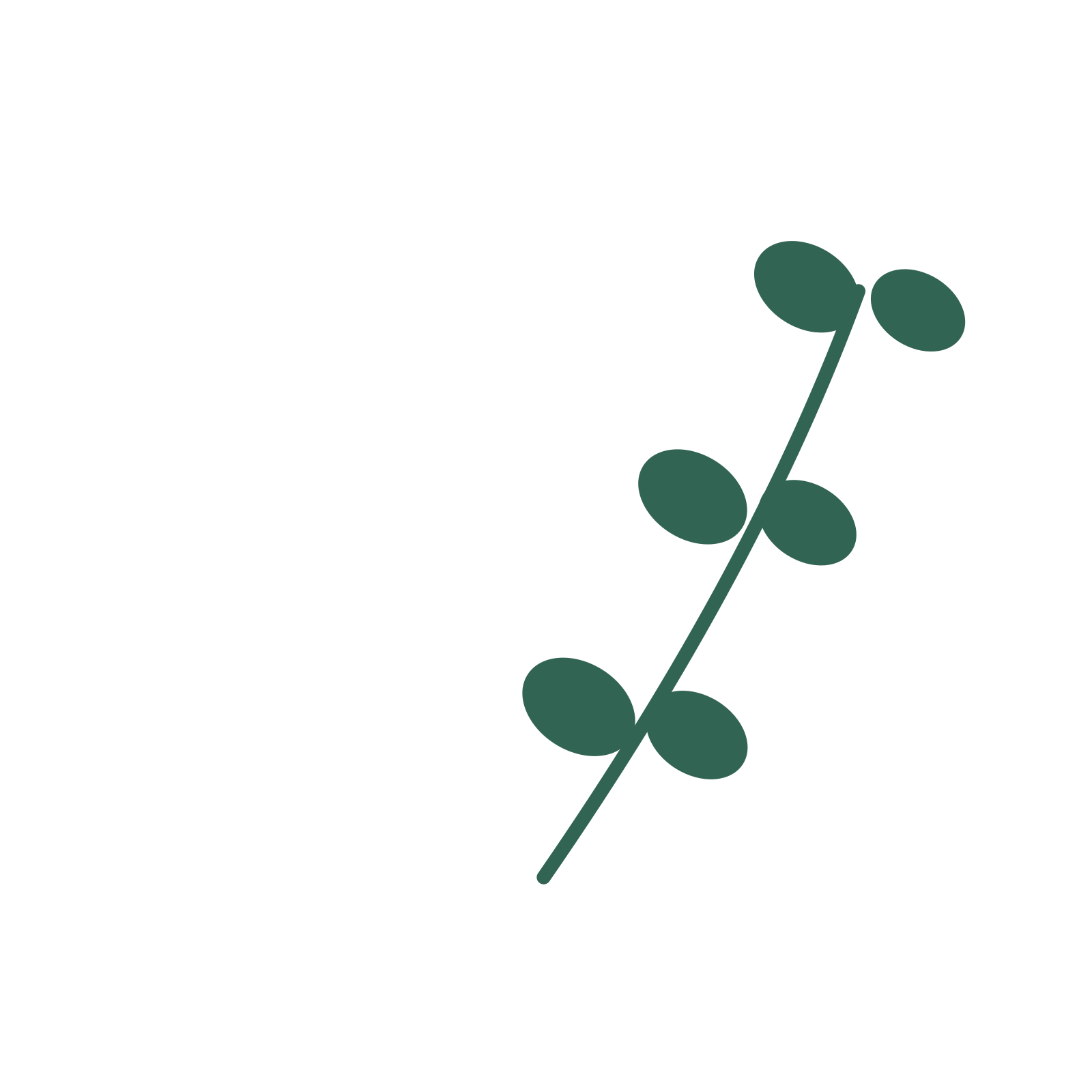 Eucalyptus foliage in an arching arrangement, with 3 pairs of leaves on each stem.