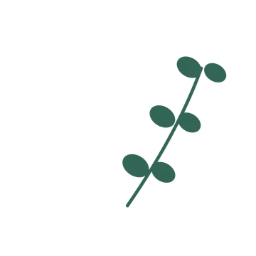 Eucalyptus foliage in an arching arrangement, with 3 pairs of leaves on each stem.
