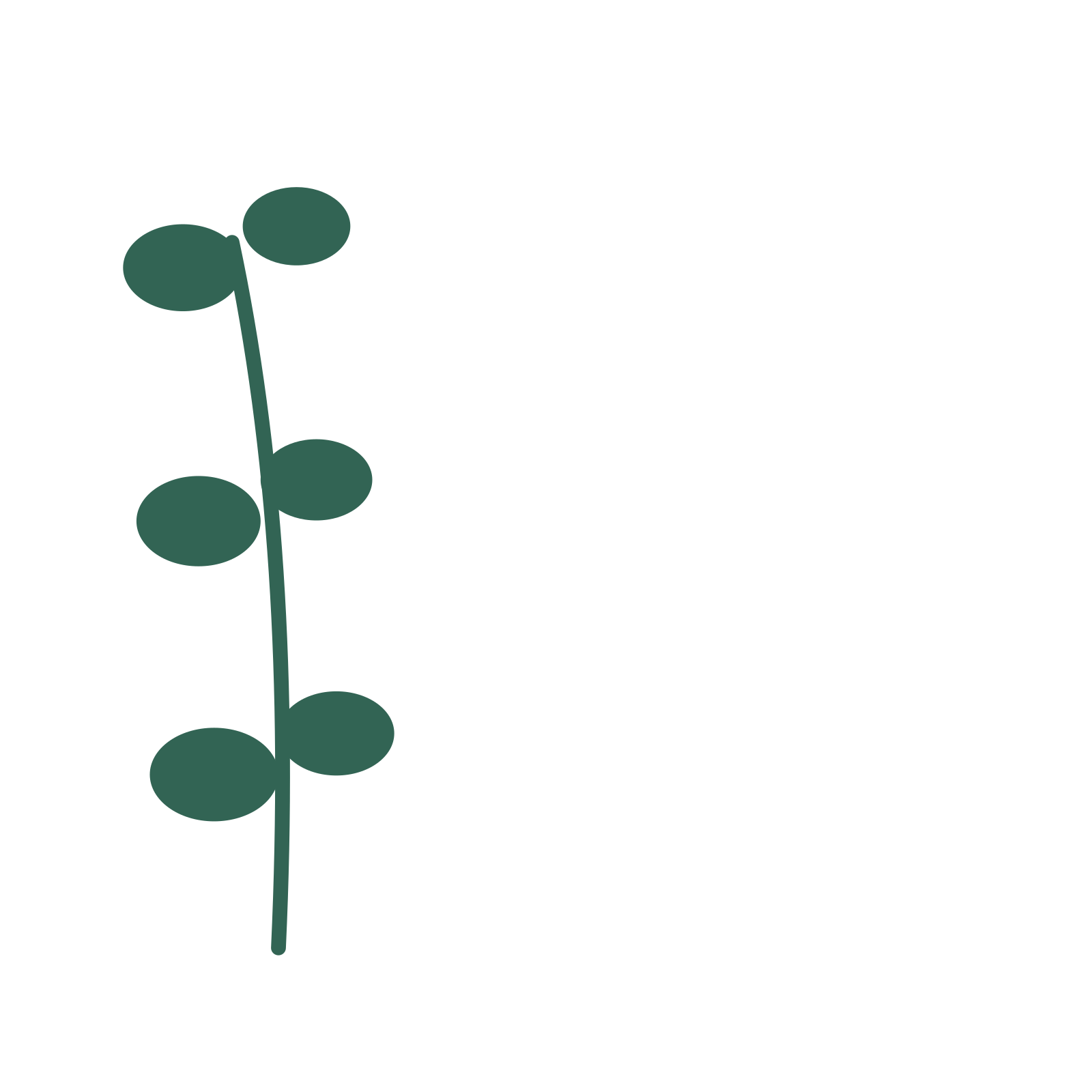 Eucalyptus foliage in an corner arrangement, with 3 pairs of leaves on each stem.