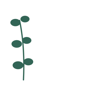 Eucalyptus foliage in an corner arrangement, with 3 pairs of leaves on each stem.