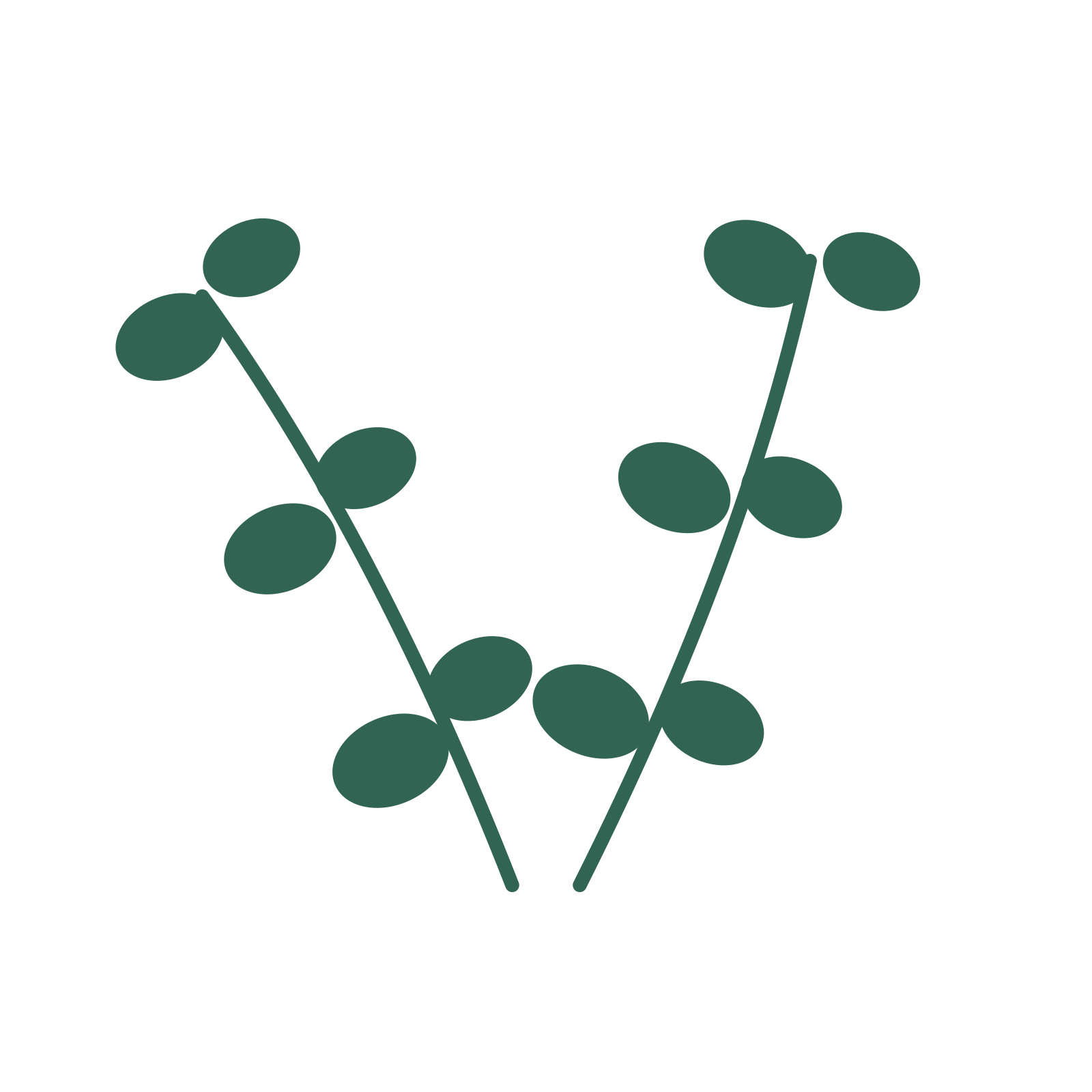 Eucalyptus foliage in an paired arrangement, with 3 pairs of leaves on each stem.