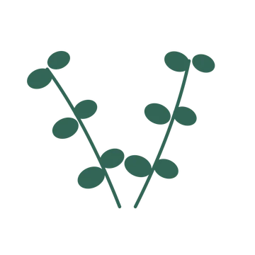 Eucalyptus foliage in an paired arrangement, with 3 pairs of leaves on each stem.