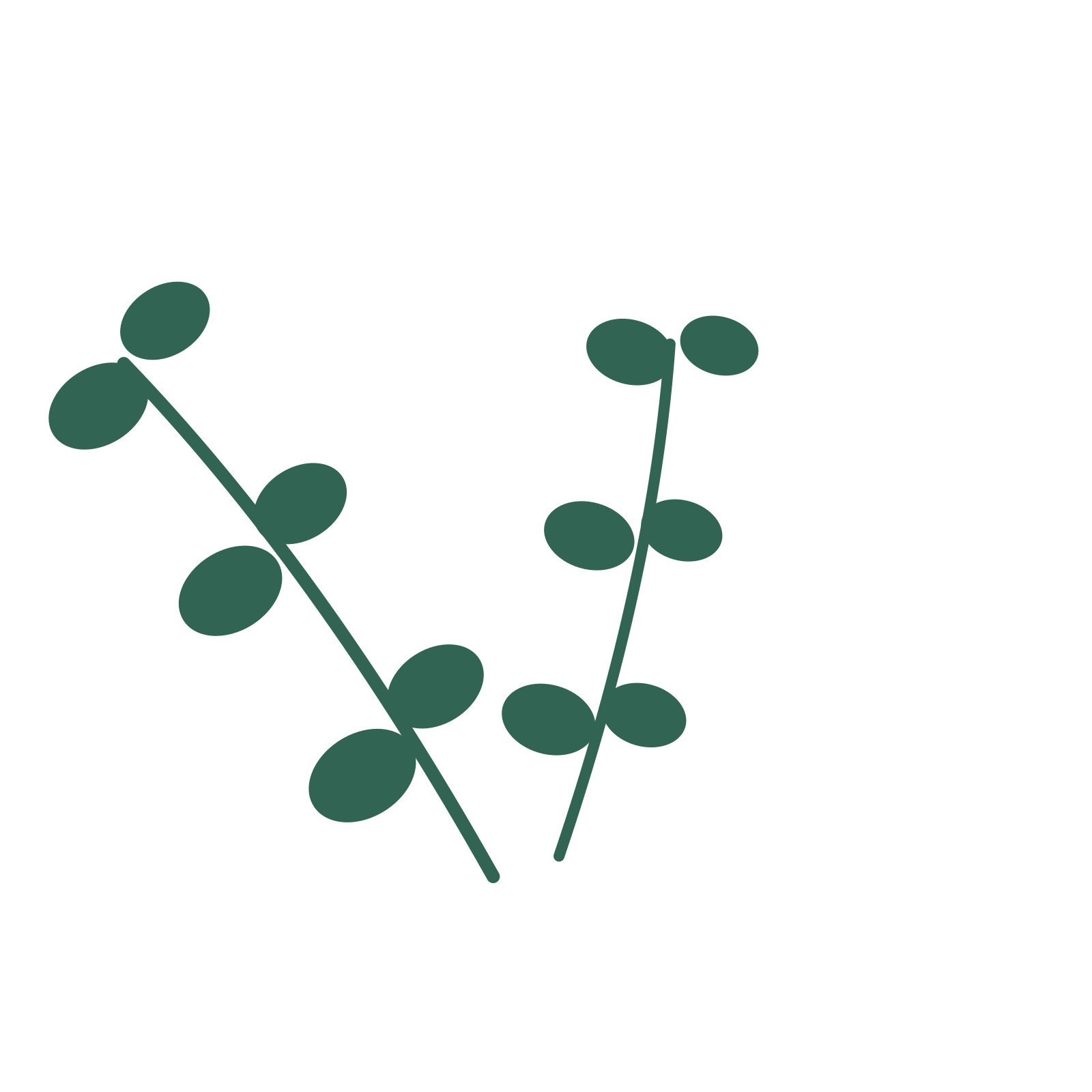 Eucalyptus foliage in an spray arrangement, with 3 pairs of leaves on each stem.