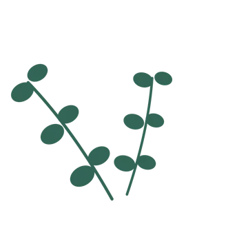 Eucalyptus foliage in an spray arrangement, with 3 pairs of leaves on each stem.