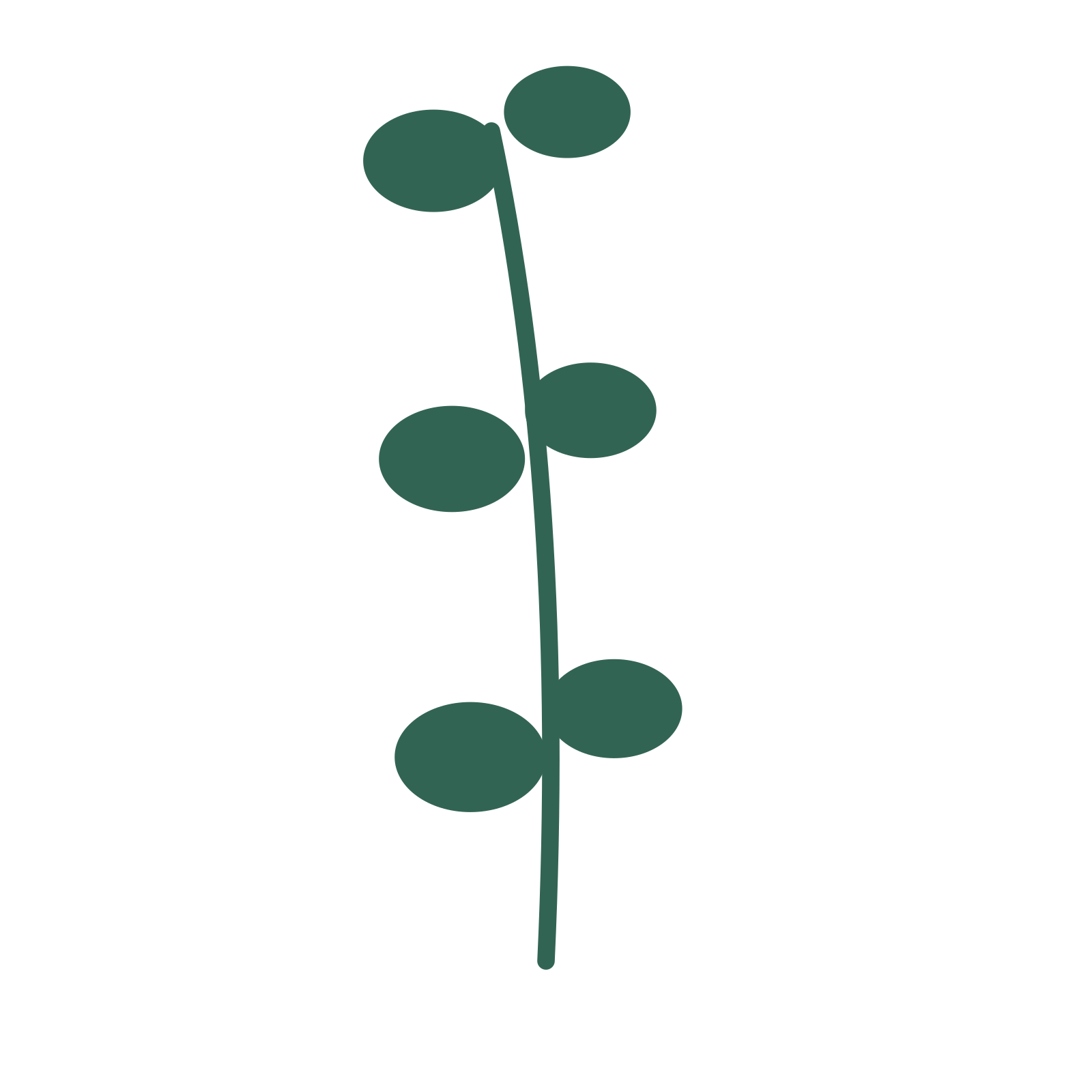 Eucalyptus foliage in an upright arrangement, with 3 pairs of leaves on each stem.