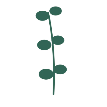 Eucalyptus foliage in an upright arrangement, with 3 pairs of leaves on each stem.