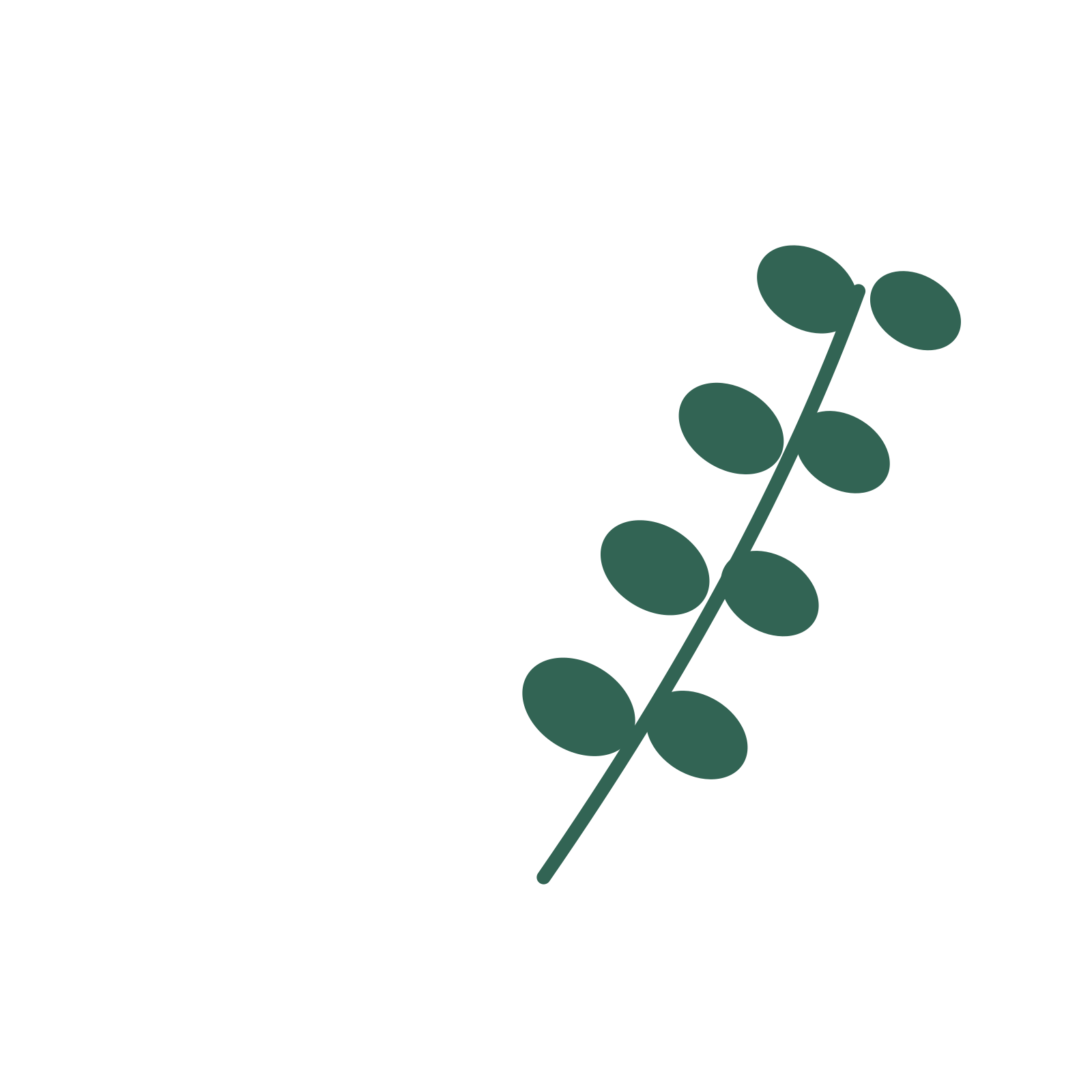 Eucalyptus foliage in an arching arrangement, with 4 pairs of leaves on each stem.