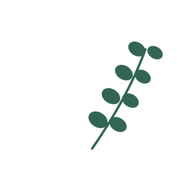 Eucalyptus foliage in an arching arrangement, with 4 pairs of leaves on each stem.
